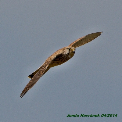 Falco tinnunculus ( F.)
