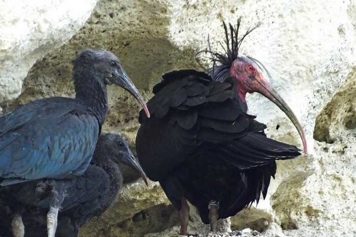 ibis skalní malý