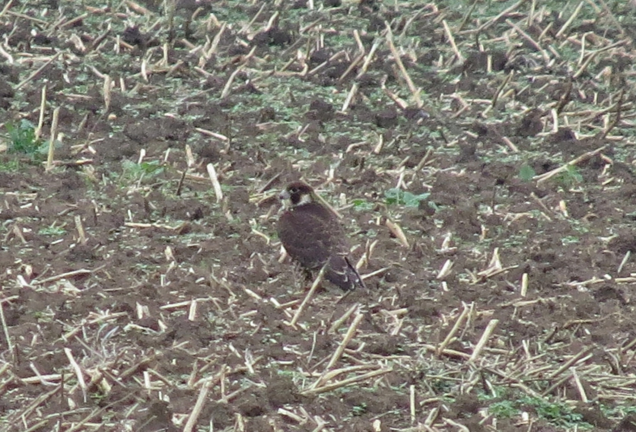 Sokol stěhovavý (Falco peregrinus) na poli u mokřadu.