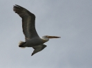 Letící pelikán kadeřavý