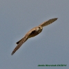 Falco tinnunculus ( F.)