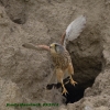 Falco tinnunculus (M.)