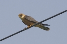 Falco vespertinus - F