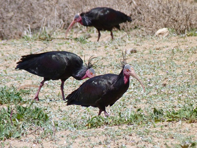 ibis mart
