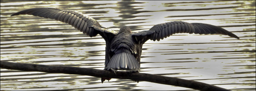 kormoran maly tovacov1248