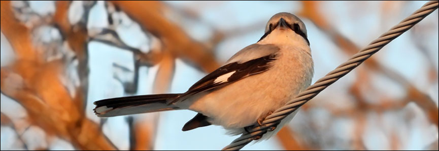 tovacov tuhyk sedy25