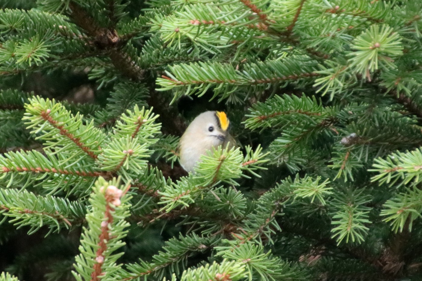 Image00013