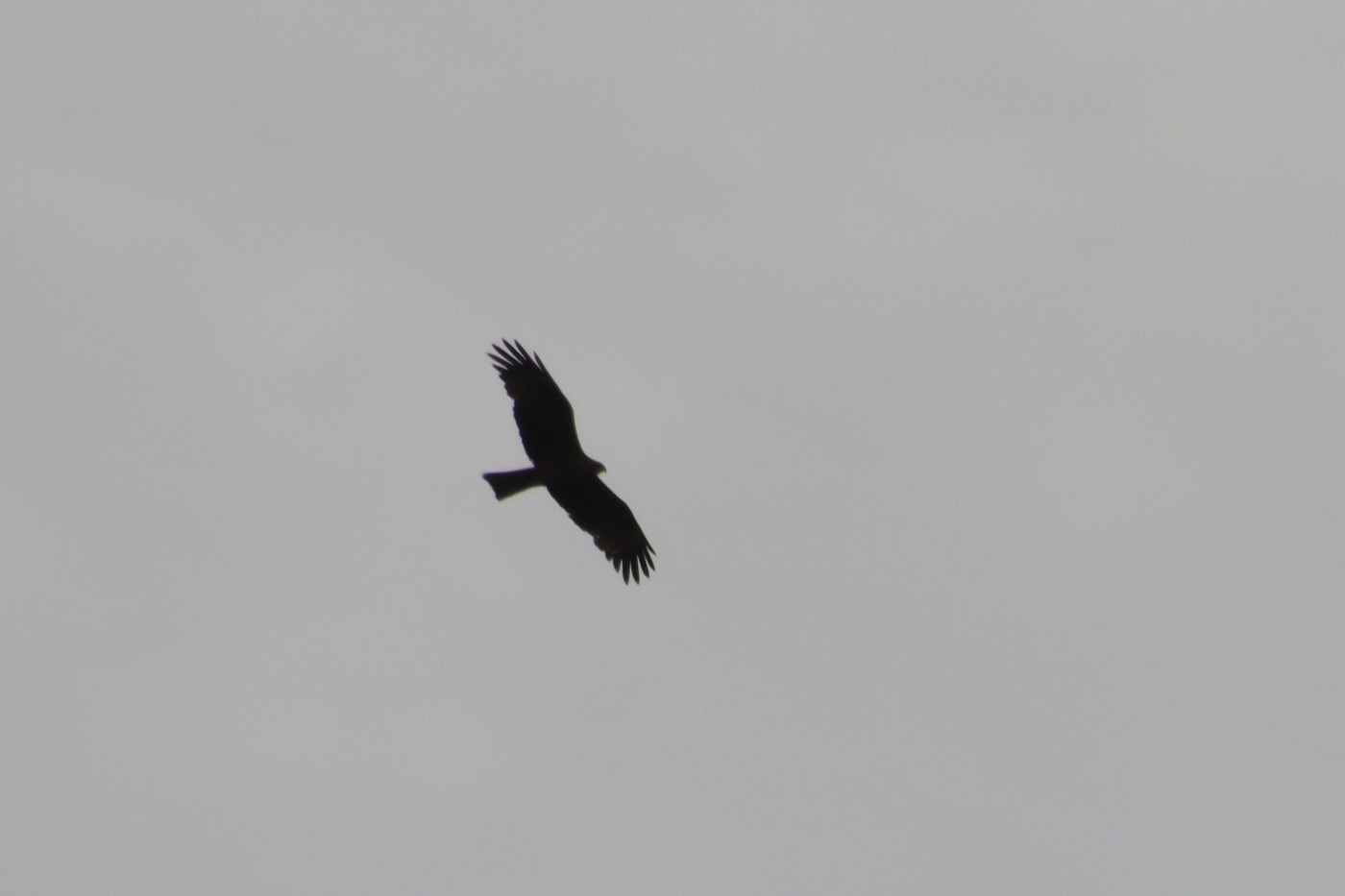 Image00020